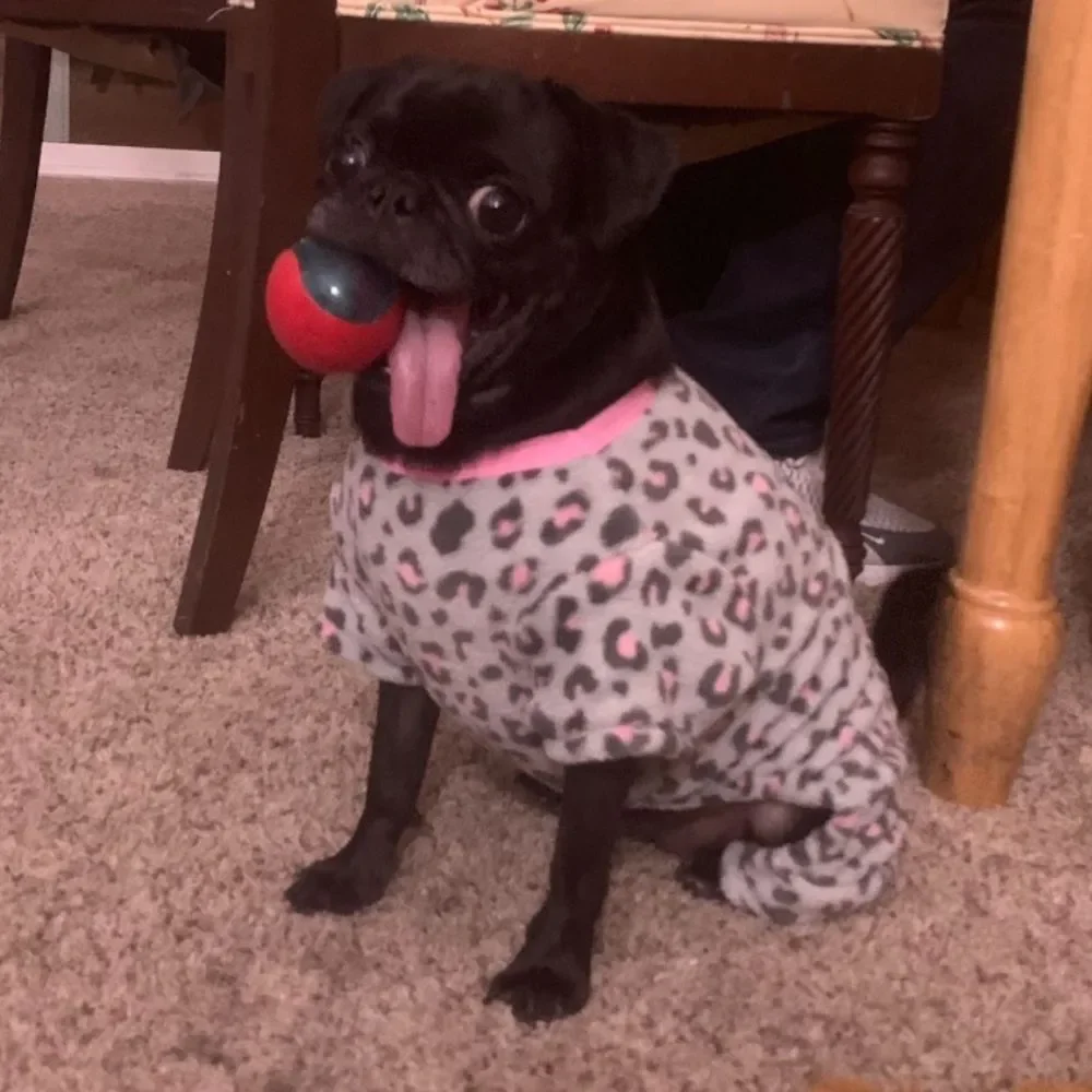 Dog onesie pajamas